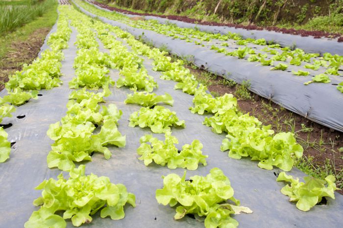 Plástico agrícola para o solo